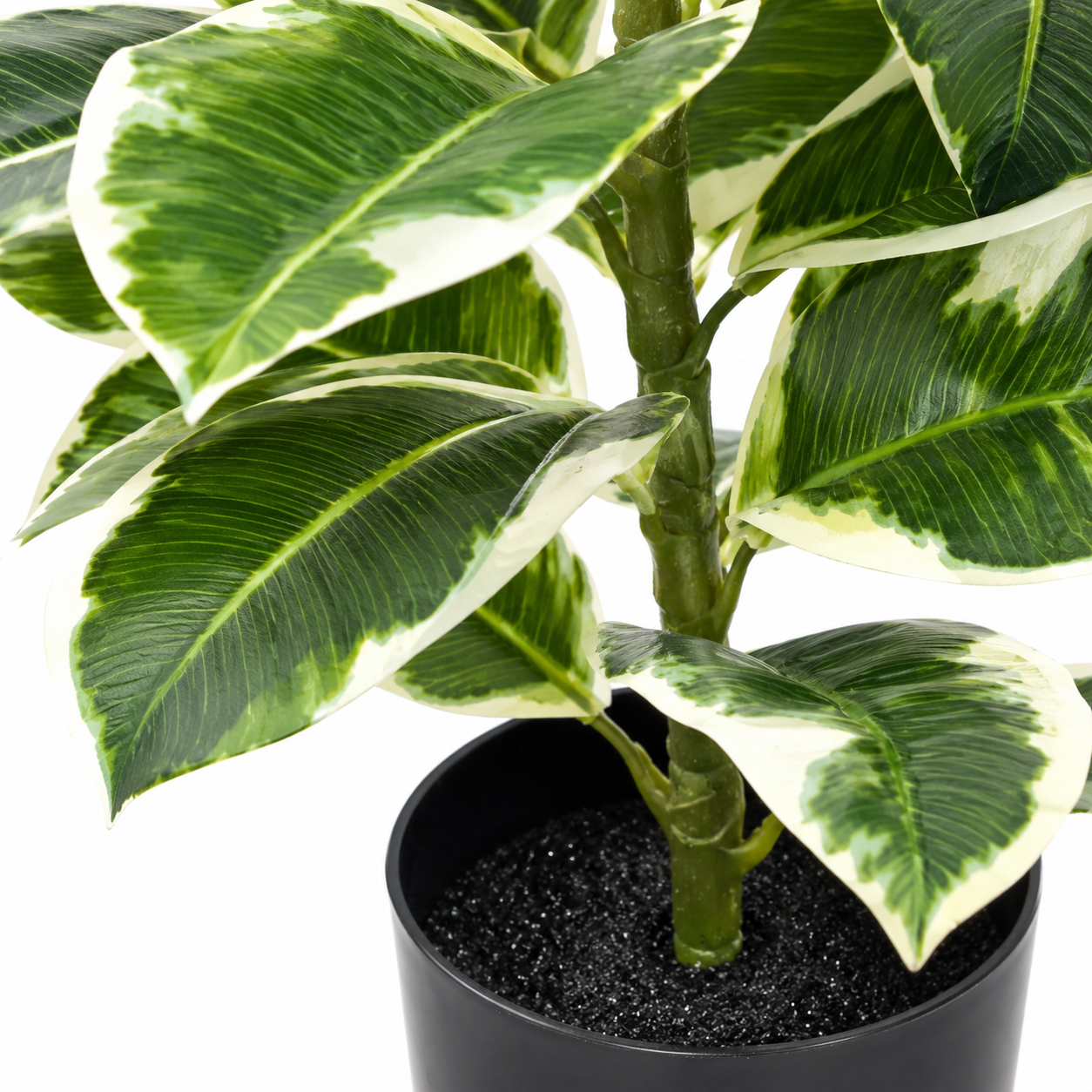 Large Rubber Plant in Black Pot 98cm/3ft - A1132