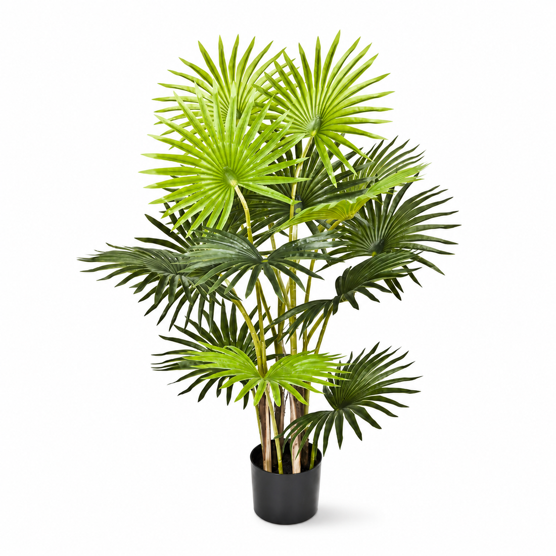 Fan Finger Palm Tree in Pot 95cm/3ft - A1133