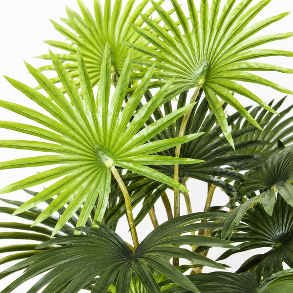 Fan Finger Palm Tree in Pot 95cm/3ft - A1133