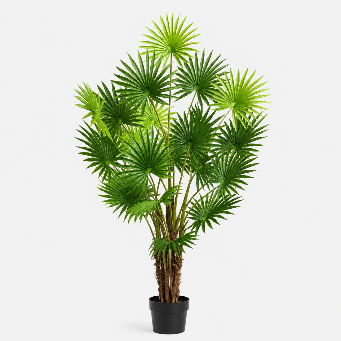 Large Fan Finger Palm Tree in Pot 120cm/4ft - A1134