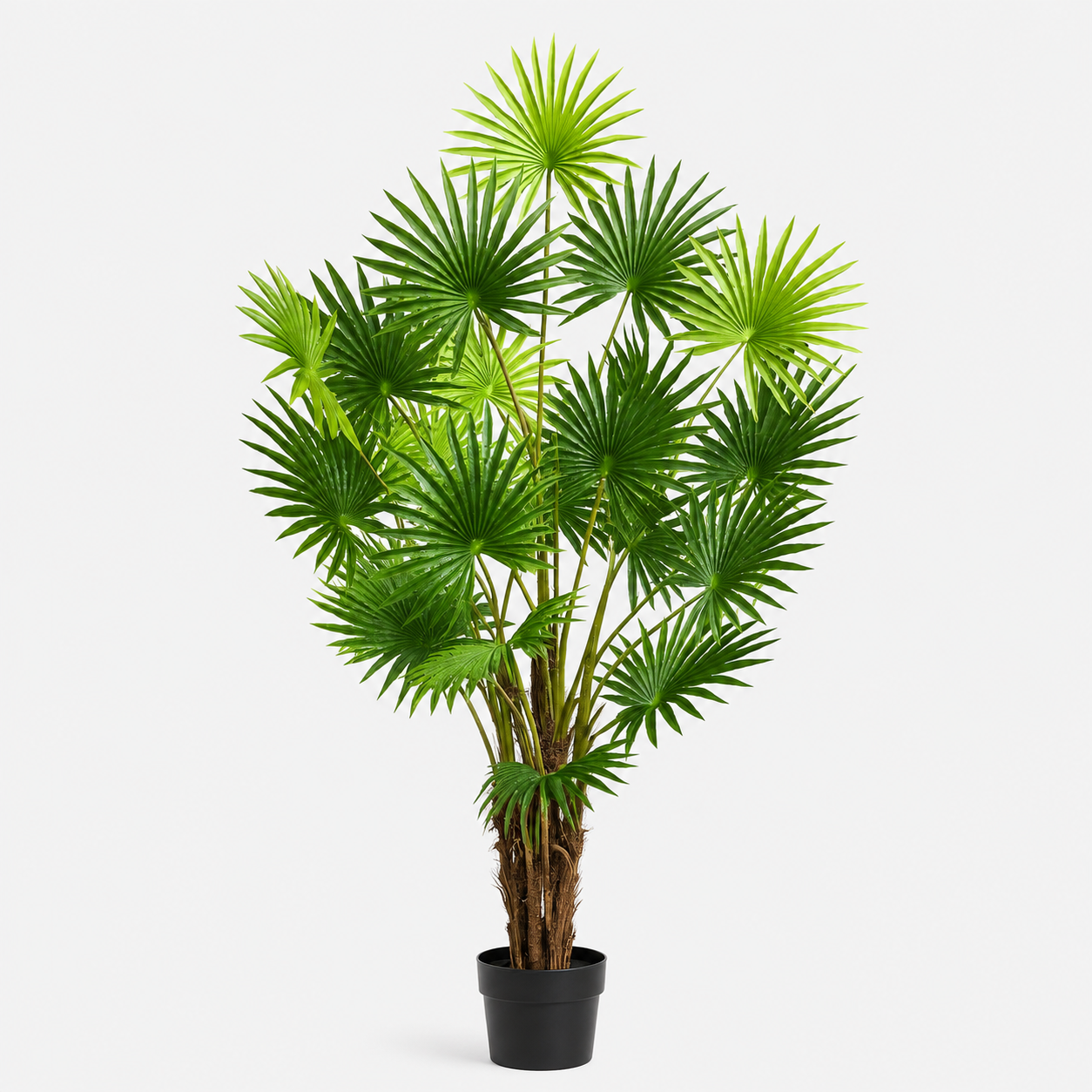 Large Fan Finger Palm Tree in Pot 120cm/4ft - A1134