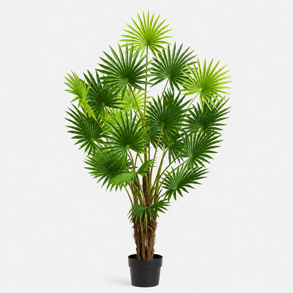 Large Fan Finger Palm Tree in Pot 120cm/4ft - A1134