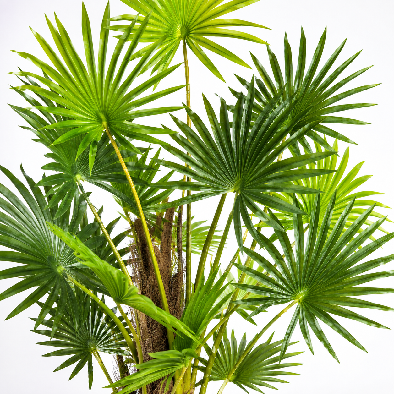 Large Fan Finger Palm Tree in Pot 120cm/4ft - A1134