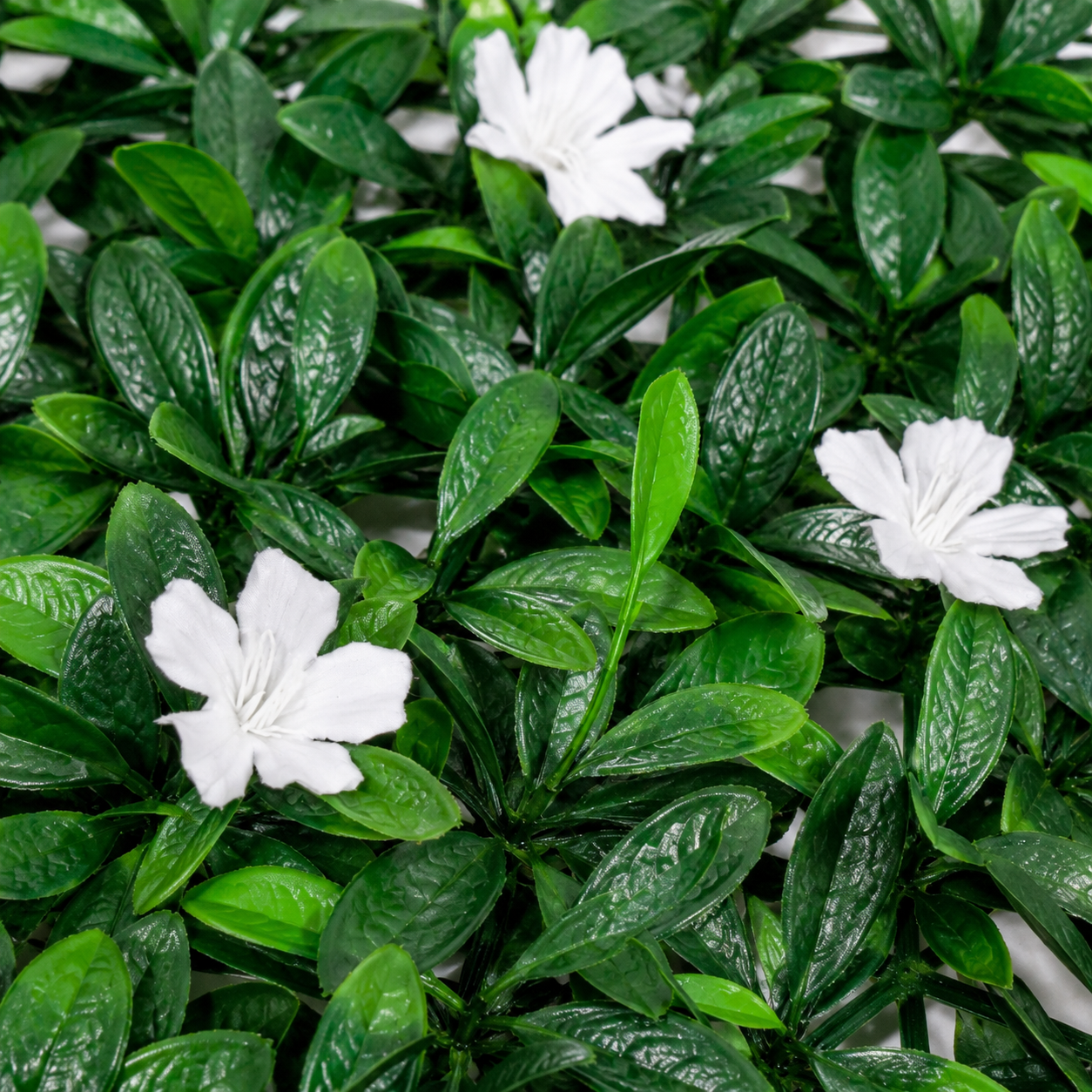 Green Wall Hedge with Dark Leaf Foliage and White Flowers (Pack of 4) 50cm x 50cm - A1136