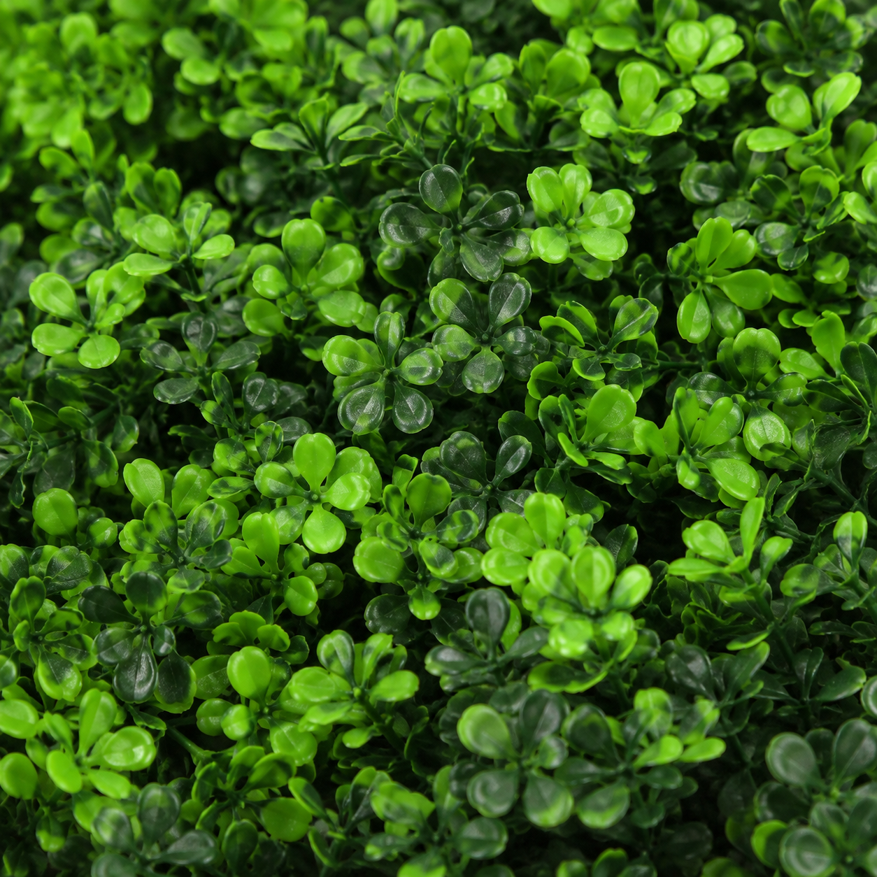 Green Wall Hedge with Small Light Leaf Foliage (Pack of 4) 50cm x 50cm - A1138