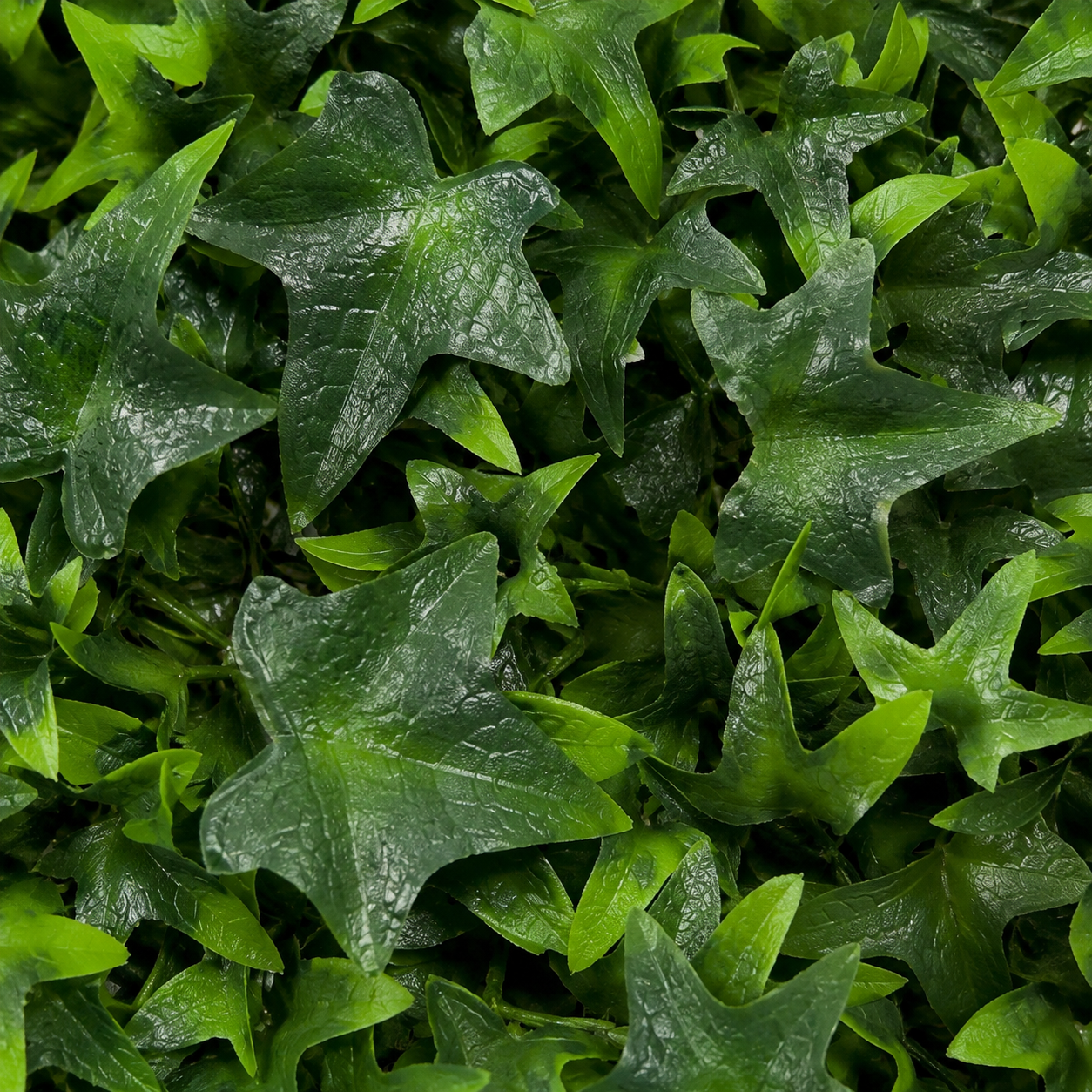 Green Wall Hedge with Dark Ivy Leaf Foliage (Pack of 4) 50cm x 50cm - A1139