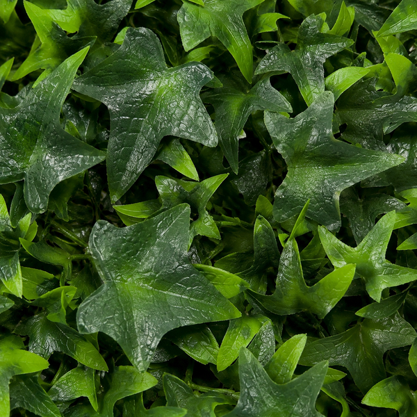 Green Wall Hedge with Dark Ivy Leaf Foliage (Pack of 4) 50cm x 50cm - A1139