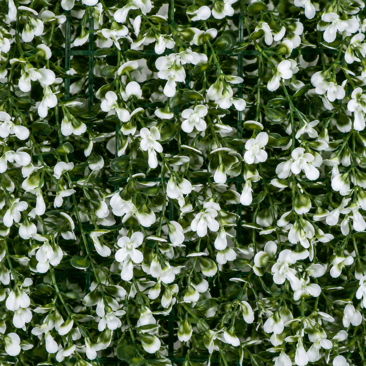 Green Wall Hedge with Small White Leaf Foliage (Pack of 4) 50cm x 50cm - A1142