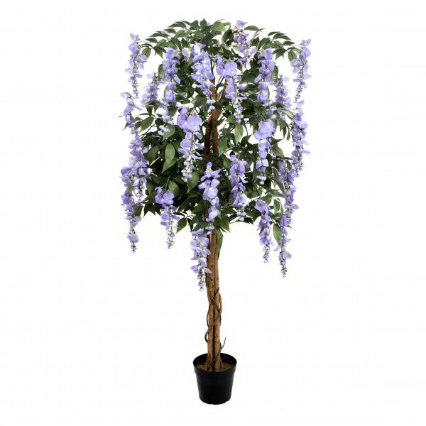 Lilac Wisteria Tree in Black Pot 5ft/150cm - A1152