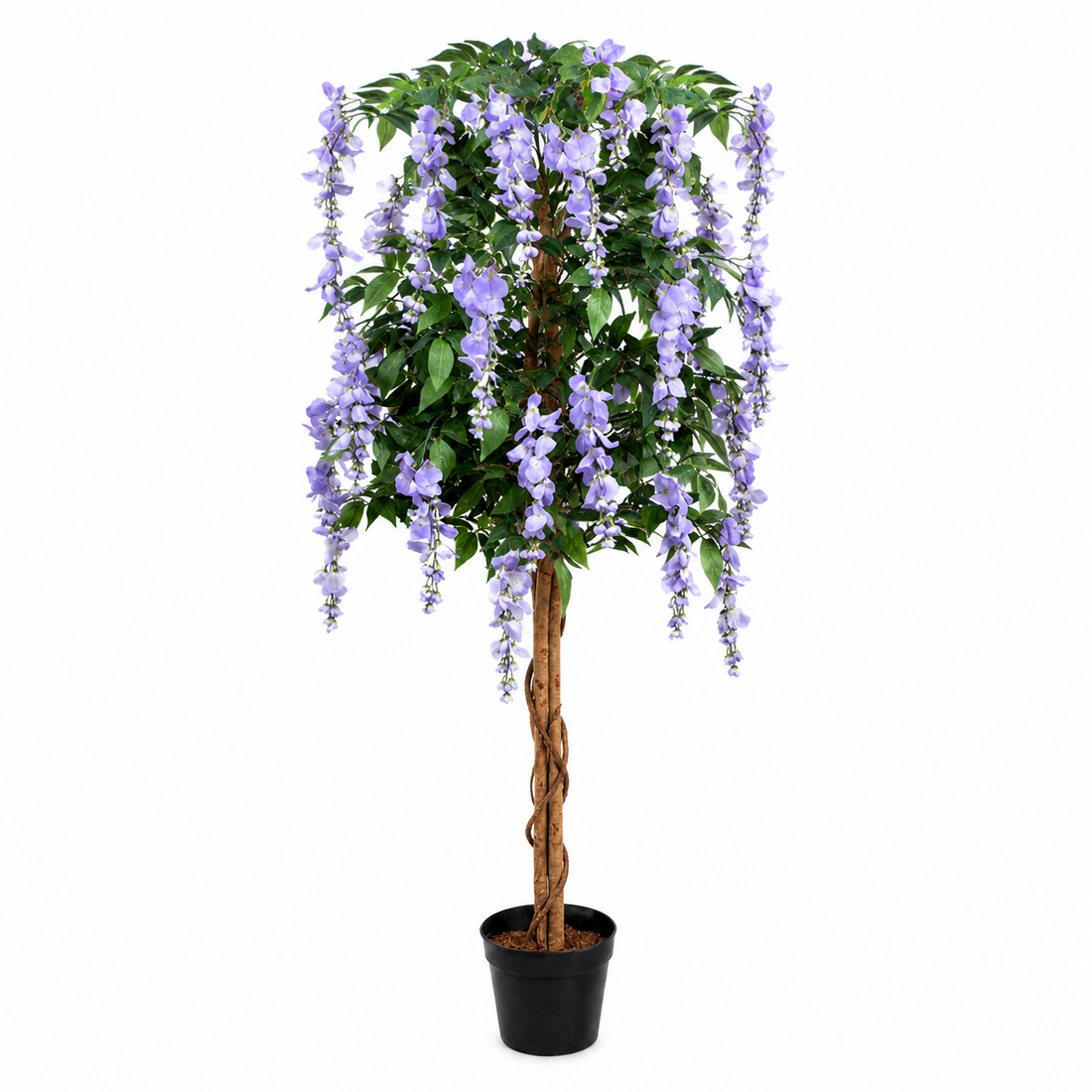 Lilac Wisteria Tree in Black Pot 5ft/150cm - A1152