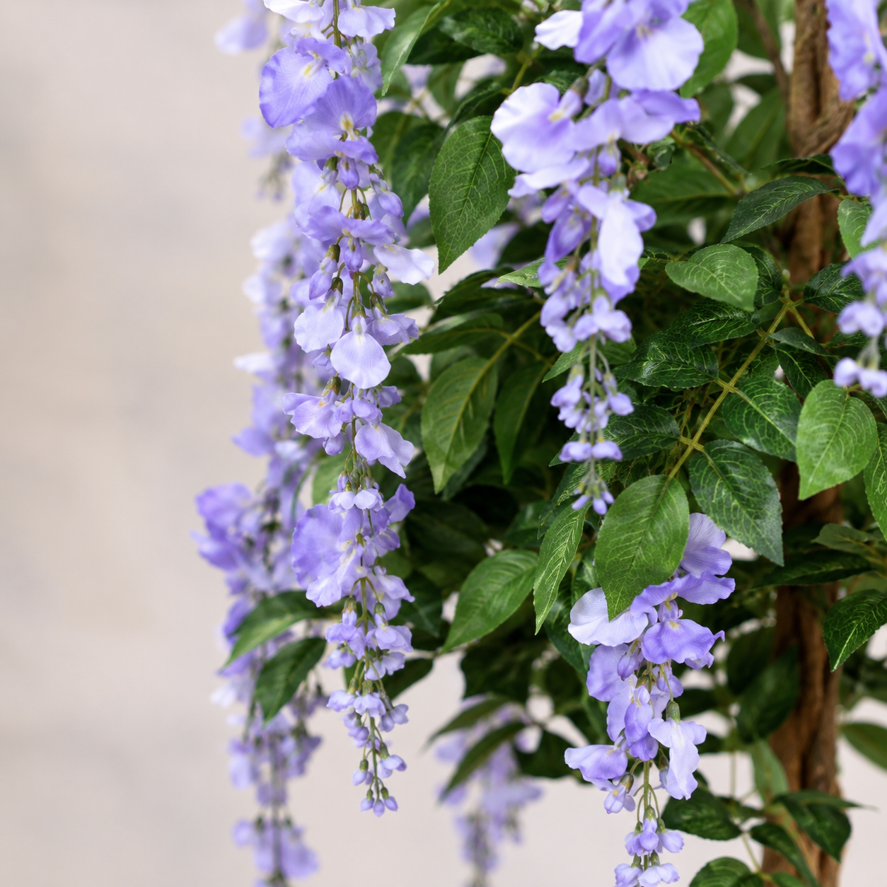 Lilac Wisteria Tree in Black Pot 5ft/150cm - A1152