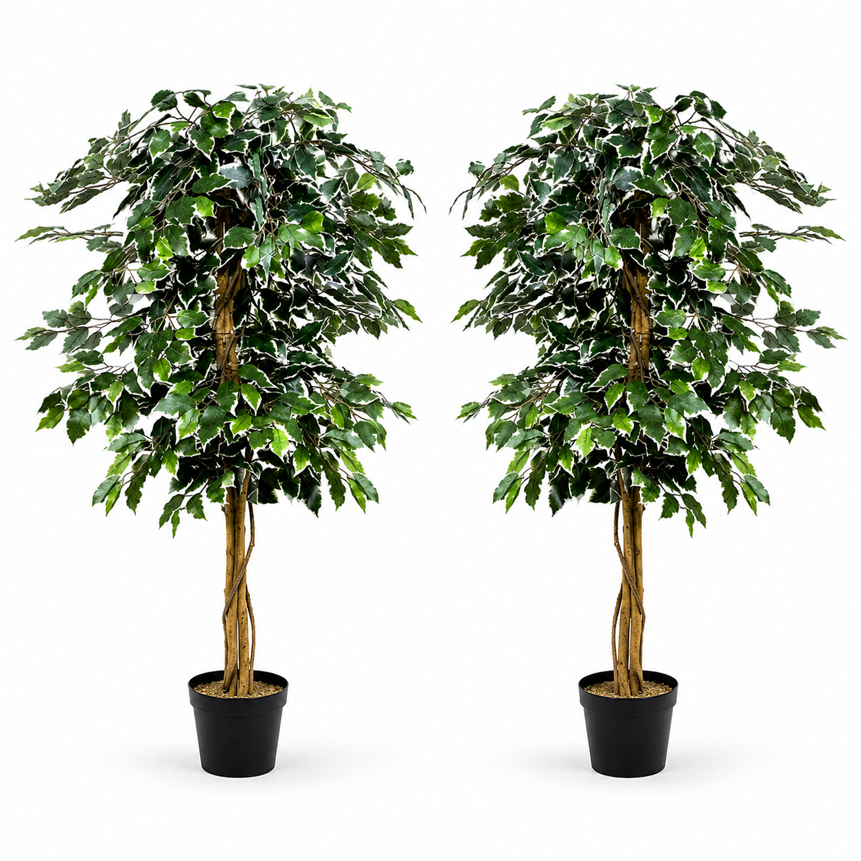 Variegated Ficus Trees (Set of 2) 120cm/4ft - A1155