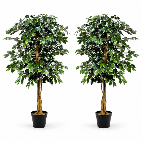Variegated Ficus Trees (Set of 2) 120cm/4ft - A1155
