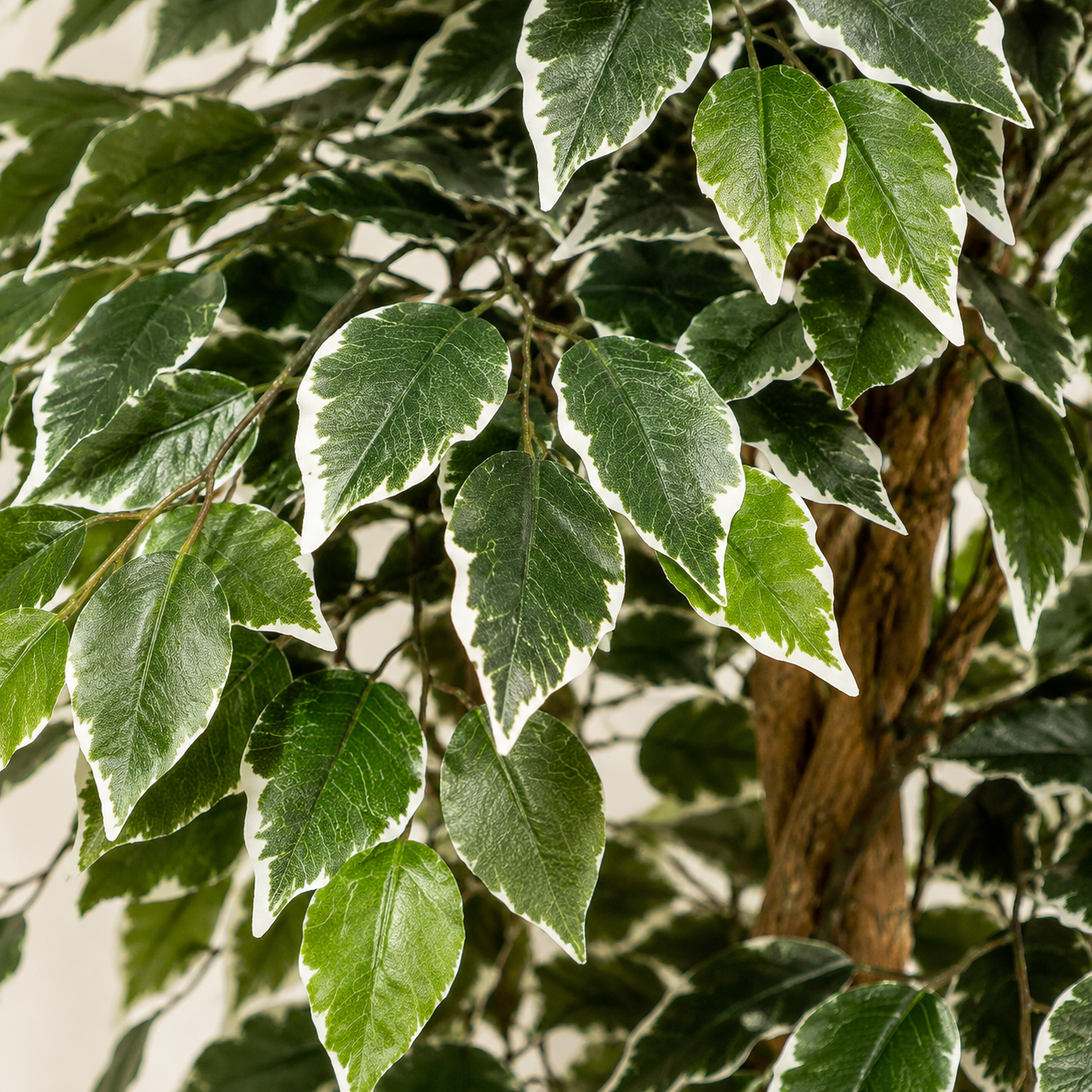 Variegated Ficus Trees (Set of 2) 120cm/4ft - A1155