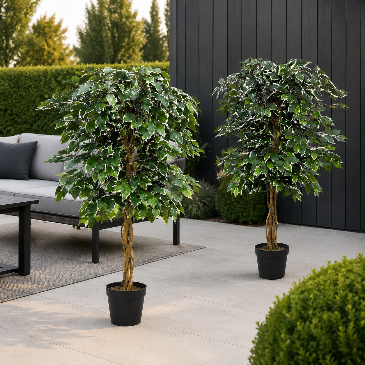 Variegated Ficus Trees (Set of 2) 120cm/4ft - A1155