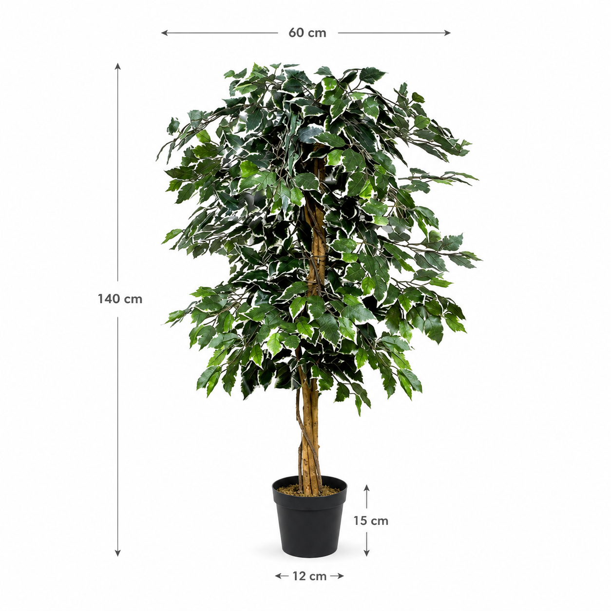 Variegated Ficus Trees (Set of 2) 120cm/4ft - A1155