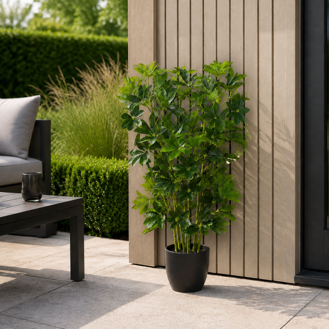 Schefflera Umbrella Plant in Black Pot 95cm/3ft - A1163
