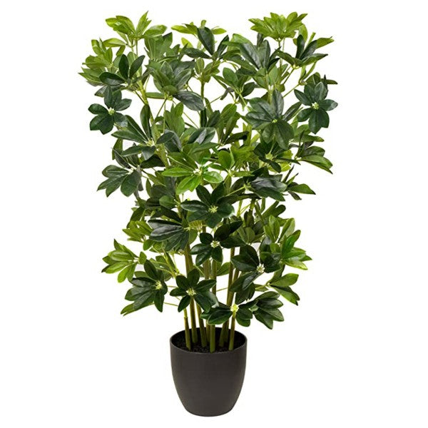 Schefflera Umbrella Plant in Black Pot 95cm/3ft - A1163