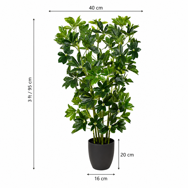 Schefflera Umbrella Plant in Black Pot 95cm/3ft - A1163