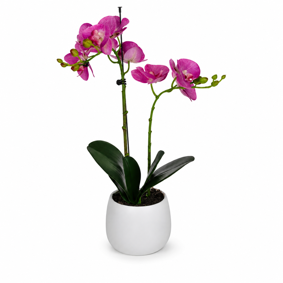 Elegant Real Touch Double Stem Pink Potted Orchid in Round White Ceramic Pot (46cm) - A1179