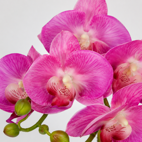 Elegant Real Touch Double Stem Pink Potted Orchid in Round White Ceramic Pot (46cm) - A1179