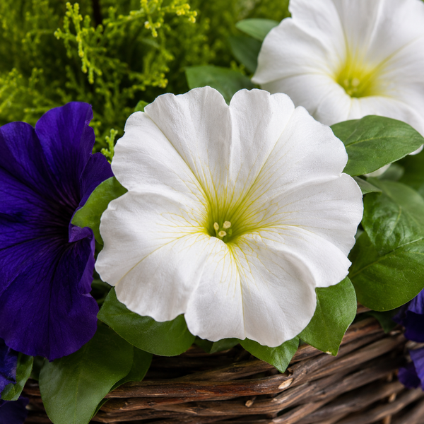 Dark Purple & White Petunia Rattan Patio Planters 60cm/24in (Set of 2) - A1191