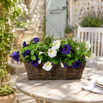 Dark Purple & White Petunia Rattan Window Box 58cm/23in - A1195