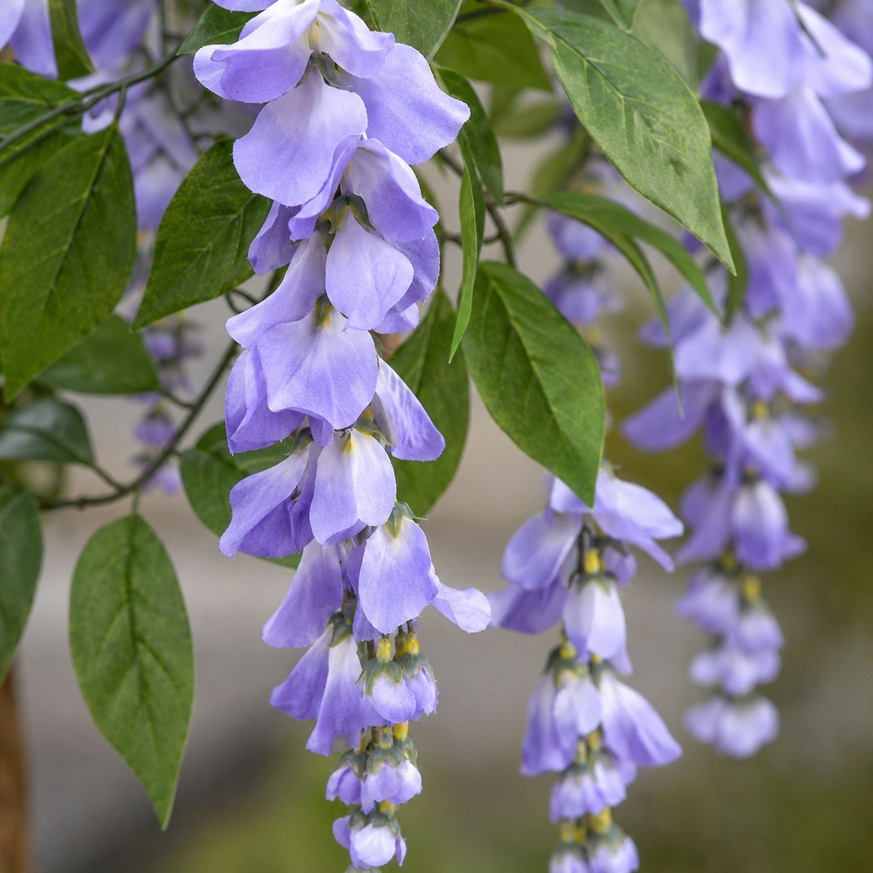 Lilac Wisteria Tree With Twisted Wood Trunk 4ft/130cm - A1211