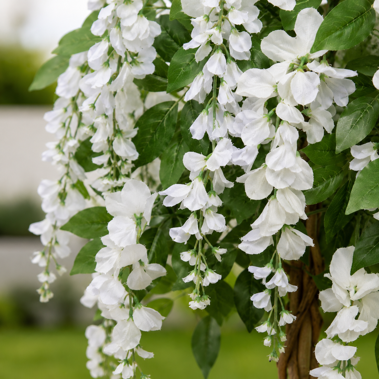 White Wisteria Tree With Twisted Wood Trunk 4ft/130cm - A1212
