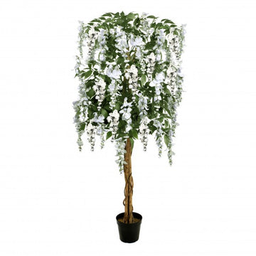 White Wisteria Tree Potted Plant 150cm/5ft - A1213