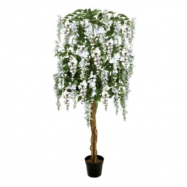 White Wisteria Tree Potted Plant 150cm/5ft - A1213