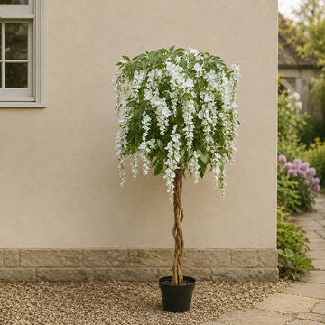 White Wisteria Tree Potted Plant 150cm/5ft - A1213
