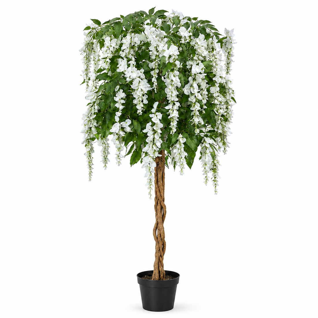 White Wisteria Tree Potted Plant 150cm/5ft - A1213