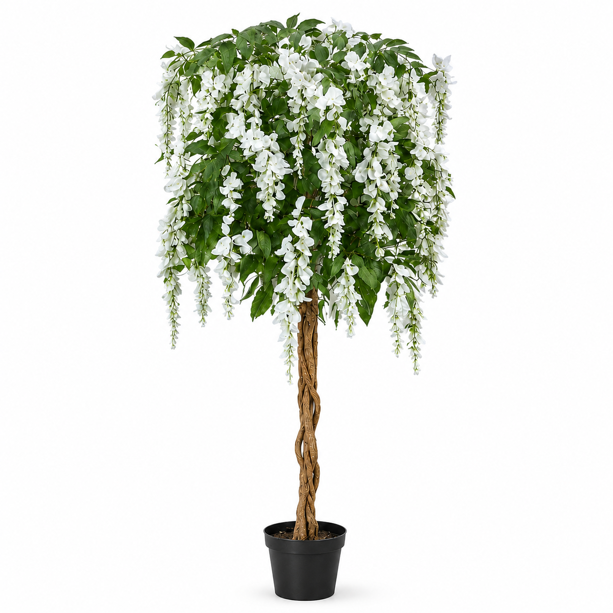 White Wisteria Tree Potted Plant 150cm/5ft - A1213