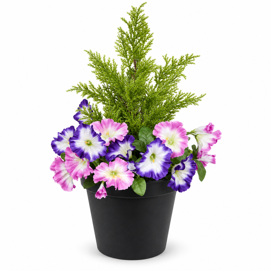Pink & Purple Petunia Black Patio Planter 60cm/24in - A1240
