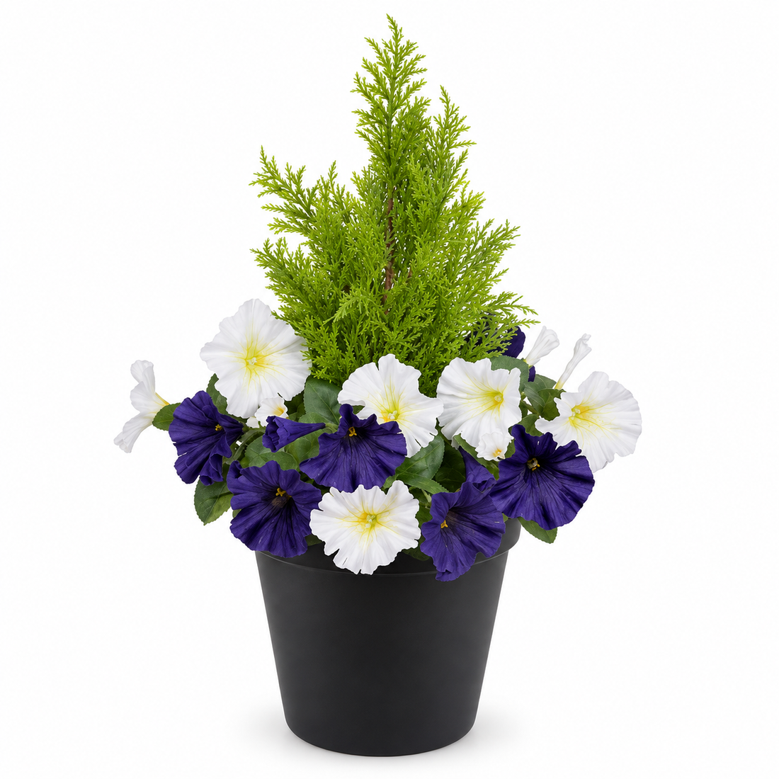 Dark Purple & White Petunia Black Patio Planter 60cm/24in - A1241