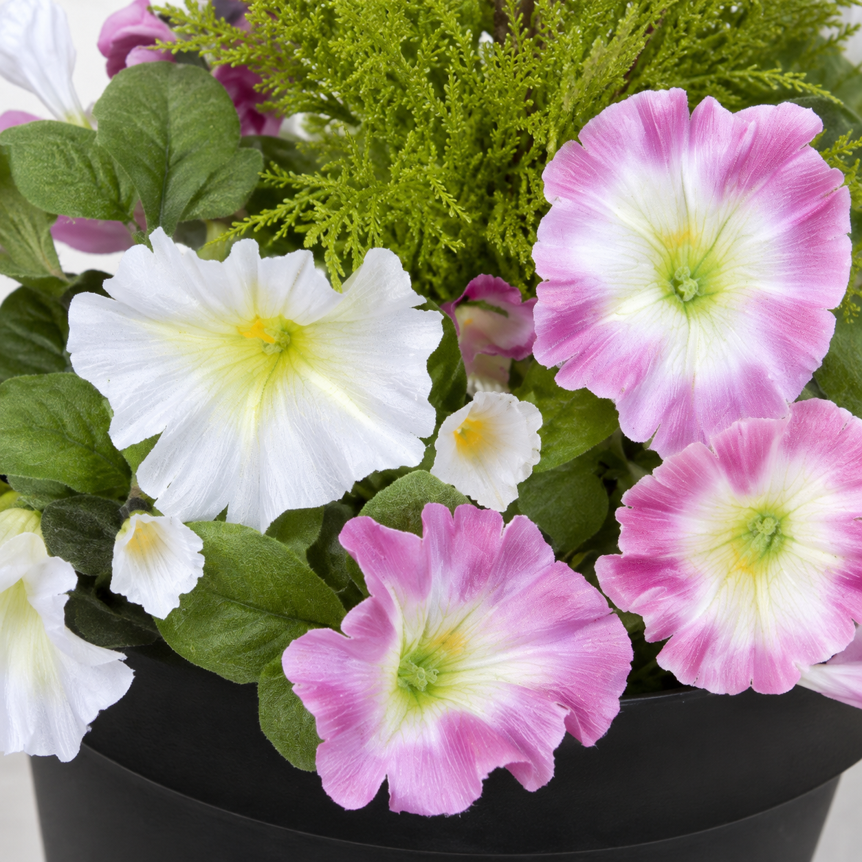 Pink & White Petunia Black Patio Planter 60cm/24in - A1242