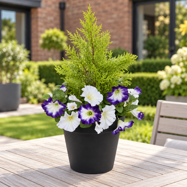 Purple & White Petunia Black Patio Planter 60cm/24in - A1243