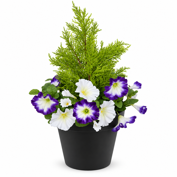 Purple & White Petunia Black Patio Planter 60cm/24in - A1243