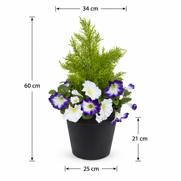 Purple & White Petunia Black Patio Planter 60cm/24in - A1243