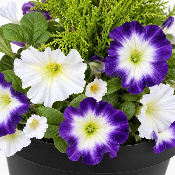 Purple & White Petunia Black Patio Planter 60cm/24in - A1243