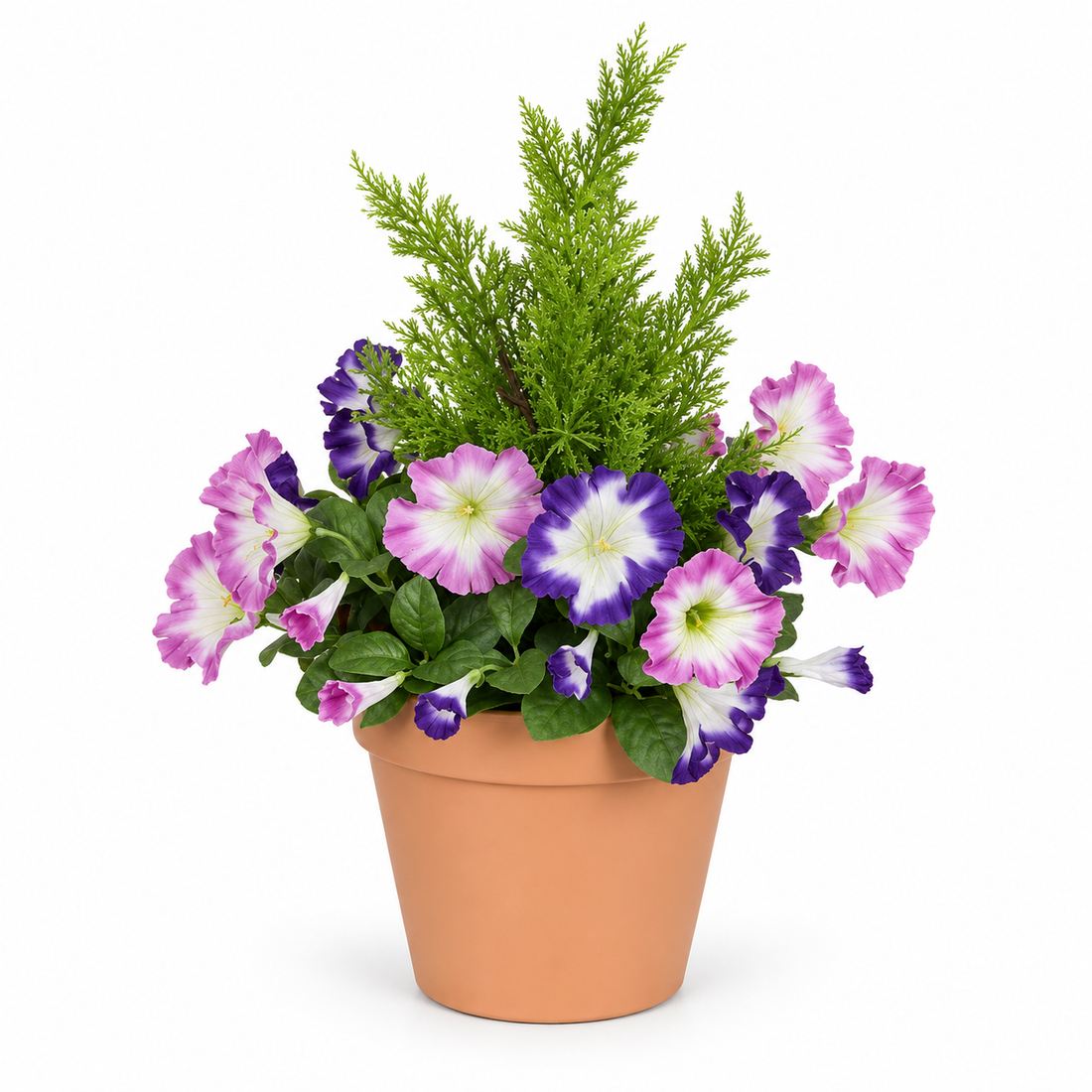 Pink & Purple Petunia Terracotta Patio Planter 60cm/24in - A1244