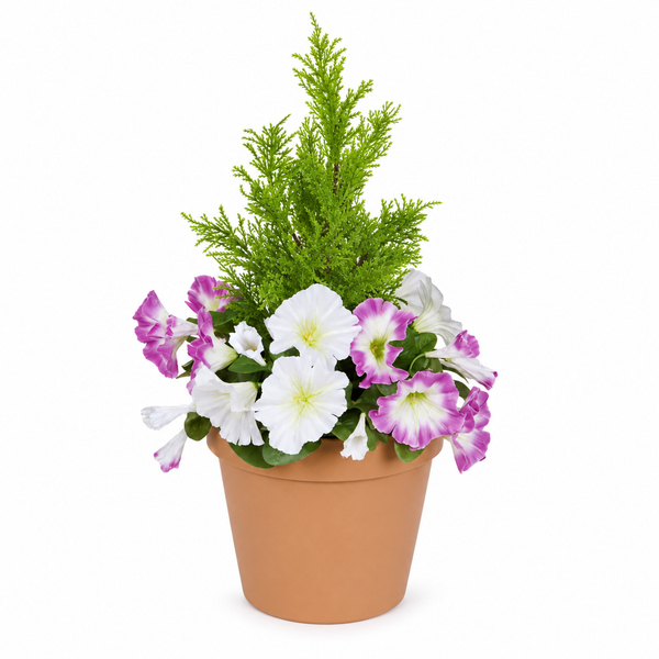 Pink & White Petunia Terracotta Patio Planter 60cm/24in - A1246