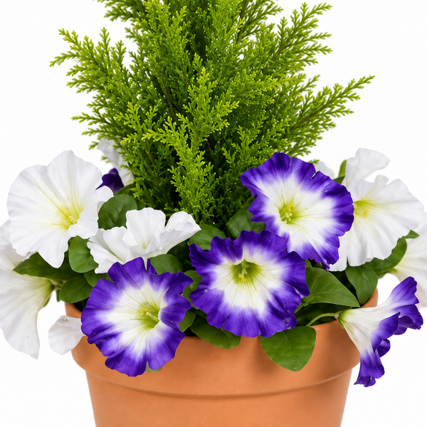 Purple & White Petunia Terracotta Patio Planter 60cm/24in - A1247