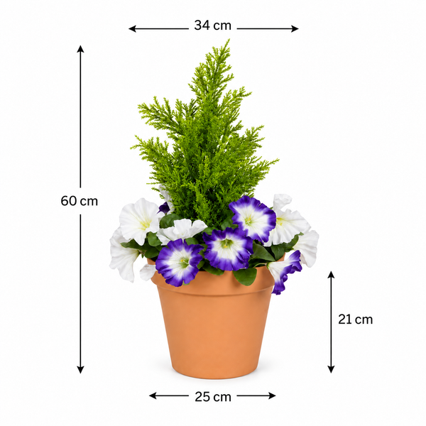 Purple & White Petunia Terracotta Patio Planter 60cm/24in - A1247