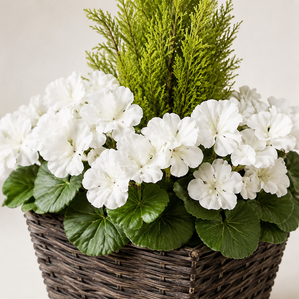 White Geranium Rattan Patio Planters (Set of 2) 60cm/24in - A1259