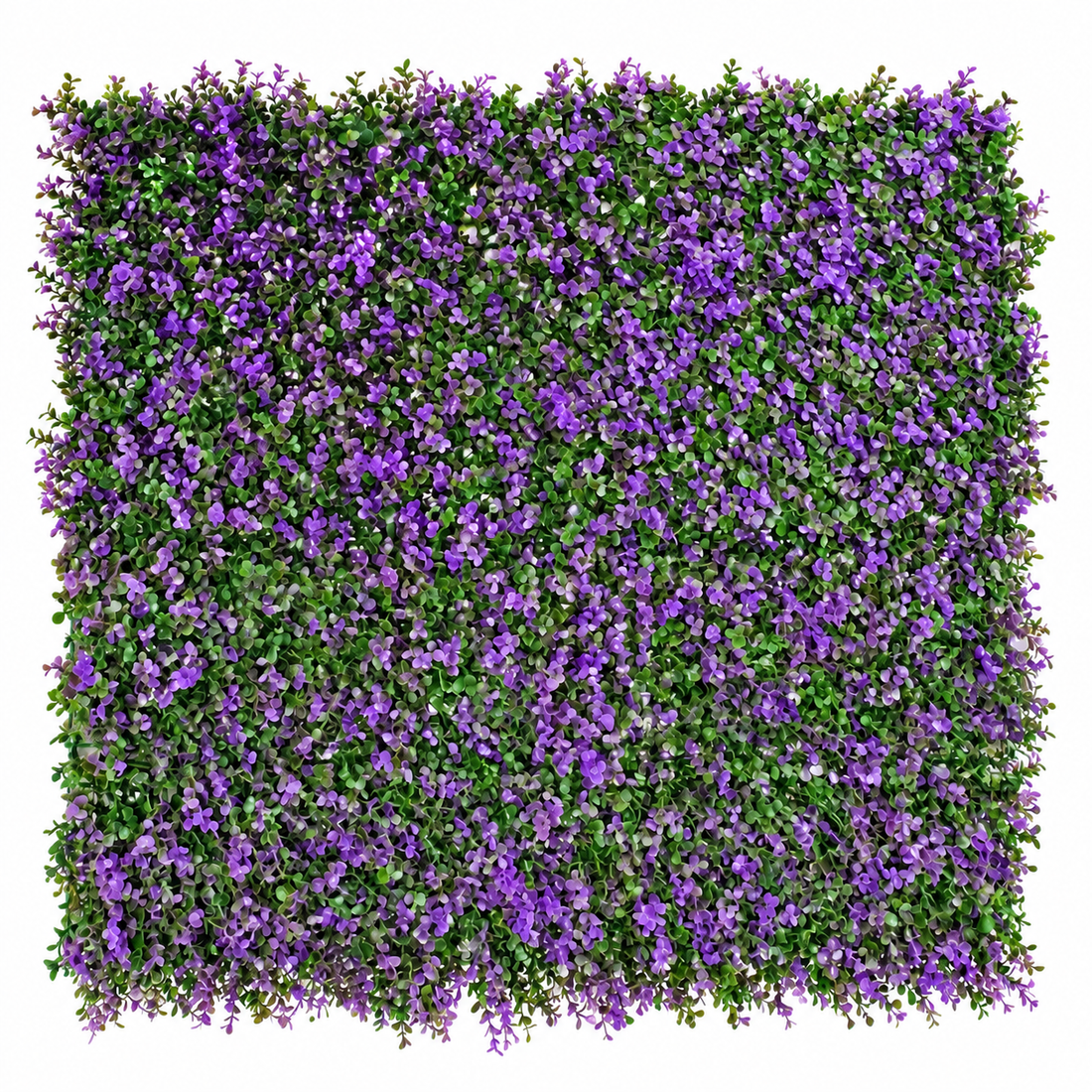 Green Wall Hedge with Purple Leaf Foliage (Pack of 4) 50cm x 50cm - A1264