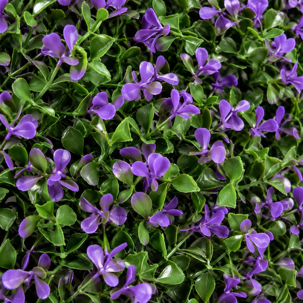Green Wall Hedge with Purple Leaf Foliage (Pack of 4) 50cm x 50cm - A1264