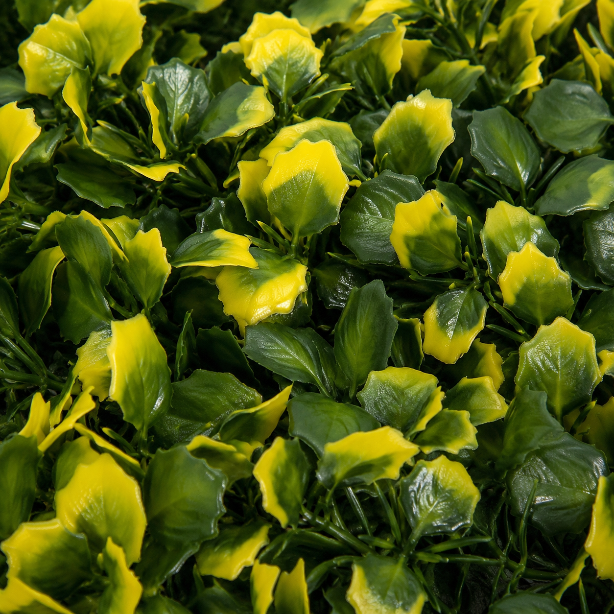 Green Wall Hedge with Yellow Leaf Foliage (Pack of 4) 50cm x 50cm - A1265