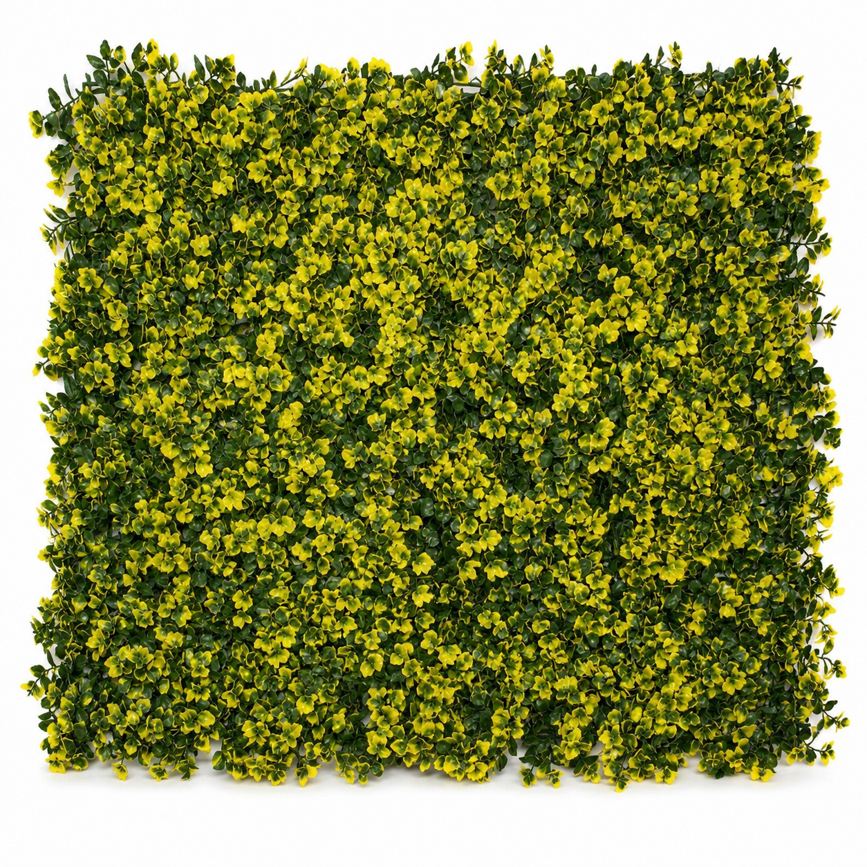 Green Wall Hedge with Yellow Leaf Foliage (Pack of 4) 50cm x 50cm - A1265